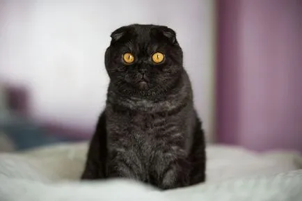 Culori pisicile Scottish Fold negru, ciocolata, rosu, alb, marmura, violet (pisici) Culori pisicile Scottish Fold negru, ciocolata, rosu, alb, marmura, violet