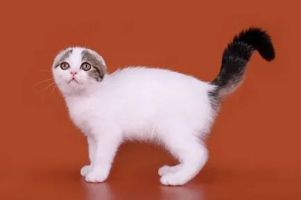 Culori pisicile Scottish Fold negru, ciocolata, rosu, alb, marmura, violet (culori) Culori pisicile Scottish Fold negru, ciocolata, rosu, alb, marmura, violet