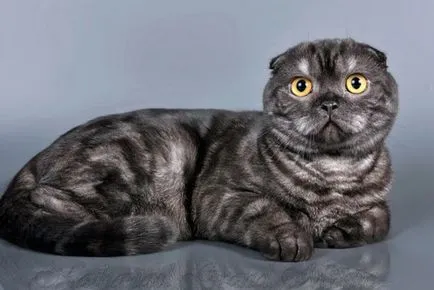 Culori pisicile Scottish Fold negru, ciocolata, rosu, alb, marmura, violet (culori) Culori pisicile Scottish Fold negru, ciocolata, rosu, alb, marmura, violet