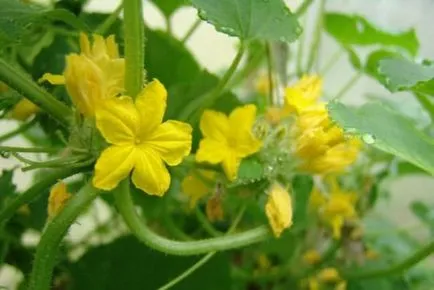 Castravetele Kibria descriere f1, avantaje, tehnologia de cultivare, îngrijire, semințe, comentarii, fotografii, clipuri video (descriere) Castravetele Kibria descriere f1, avantaje, tehnologia de cultivare, îngrijire, semințe, comentarii, foto, video