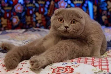 Culori pisicile Scottish Fold negru, ciocolata, rosu, alb, marmura, violet (pisici) Culori pisicile Scottish Fold negru, ciocolata, rosu, alb, marmura, violet