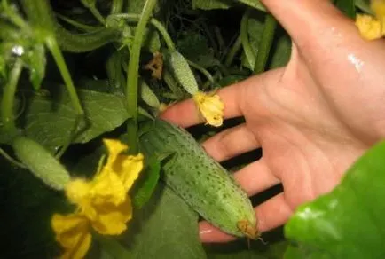 Castravetele Kibria descriere f1, avantaje, tehnologia de cultivare, îngrijire, semințe, comentarii, foto, video (cultivare) Castravetele Kibria descriere f1, avantaje, tehnologia de cultivare, îngrijire, semințe, comentarii, foto, video