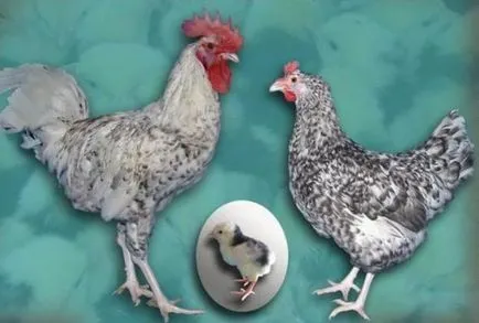 Descriere Pușkin producția de ouă de pui rasa, nutriție, reproducție (producția de ouă) Descriere Pușkin producția de ouă de pui rasa, nutriție, reproducție