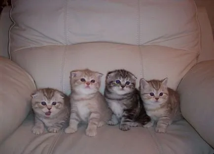 Culori pisicile Scottish Fold negru, ciocolata, rosu, alb, marmura, violet (culori) Culori pisicile Scottish Fold negru, ciocolata, rosu, alb, marmura, violet
