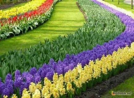 A face crestele cu propriile lor mâini - plante și flori pentru frontiere