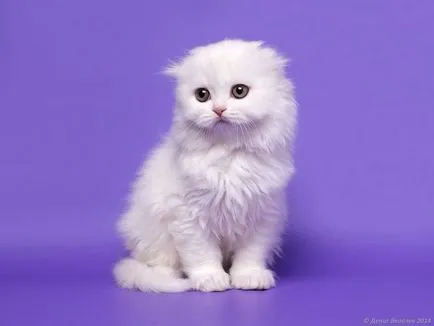 Culori pisicile Scottish Fold negru, ciocolata, rosu, alb, marmura, violet (pisici) Culori pisicile Scottish Fold negru, ciocolata, rosu, alb, marmura, violet