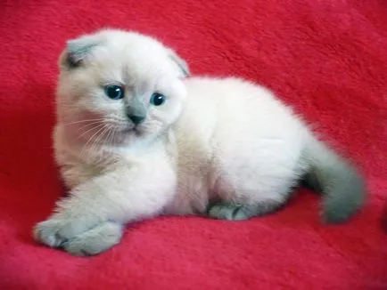 Culori pisicile Scottish Fold negru, ciocolata, rosu, alb, marmura, violet (culori) Culori pisicile Scottish Fold negru, ciocolata, rosu, alb, marmura, violet