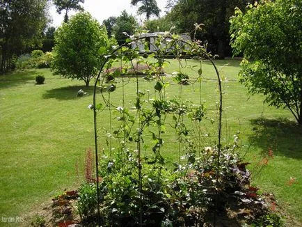 Suport pentru Clematis, modul de a face propriile mâini, idei foto
