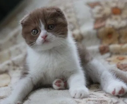 Culori pisicile Scottish Fold negru, ciocolata, rosu, alb, marmura, mov (ori) Culori pisicile Scottish Fold negru, ciocolata, rosu, alb, marmura, violet