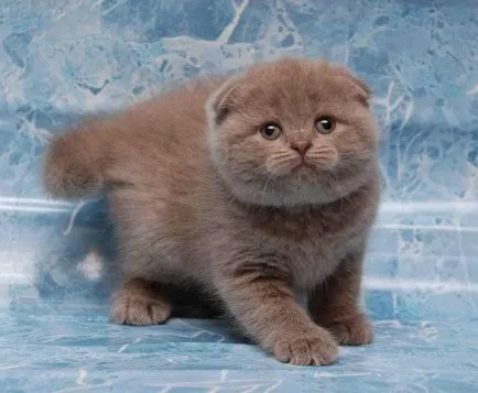 Culori pisicile Scottish Fold negru, ciocolata, rosu, alb, marmura, violet (pisici) Culori pisicile Scottish Fold negru, ciocolata, rosu, alb, marmura, violet