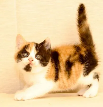 Culori pisicile Scottish Fold negru, ciocolata, rosu, alb, marmura, mov (ori) Culori pisicile Scottish Fold negru, ciocolata, rosu, alb, marmura, violet