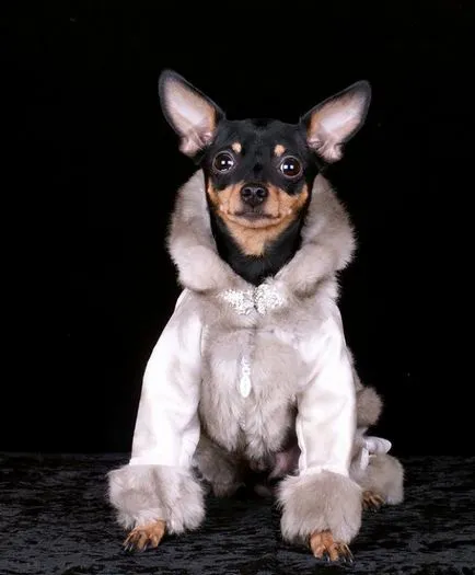 Imbracaminte pentru terrier de jucărie, cursuri de master pe a face propriile mâini cu fotografii și video