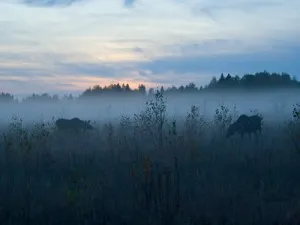 Momeala pentru vânătoare de elani cu mâinile sau ca o vanatoare de elani nada în Tatarstan (elani) Decoy pentru vânătoare de elani cu mâinile sau ca o vânătoare nada elani în Tatarstan