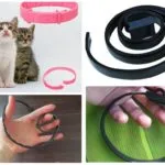 gulere purici pentru pisici recenzii, deoarece există și cum de a alege