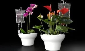 Organizația pentru plante de interior irigare automată cu propriile mâini tipuri de sisteme, caracteristicile lor (houseplant udare automată cu mâinile lor flori de udare automată) Organizația pentru plante de interior irigare automată cu propriile mâini tipuri de sisteme, caracteristicile lor,