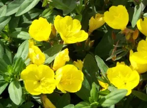 Caracteristici Evening Primrose în creștere în grădină