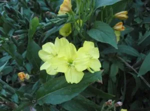Caracteristici Evening Primrose în creștere în grădină