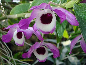 Dendrobium orhidee - ingrijire la propagare acasă Dendrobium și transplantare, după dendrobium