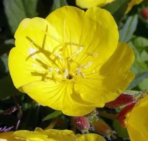Caracteristici Evening Primrose în creștere în grădină