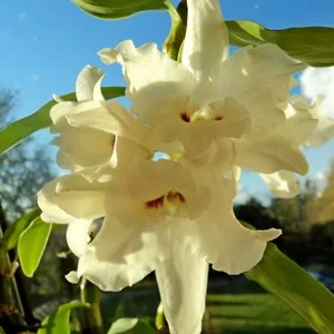 Dendrobium orhidee poate fi cel mai nepretențios în îngrijire la domiciliu, citiți sfaturi și trucuri