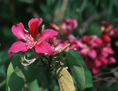 copac Orchid (Bauhinia) în creștere din semințe de la domiciliu