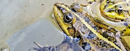 Caracteristici de capturare somn