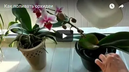 Dendrobium orhidee - ingrijire la propagare acasă Dendrobium și transplantare, după dendrobium