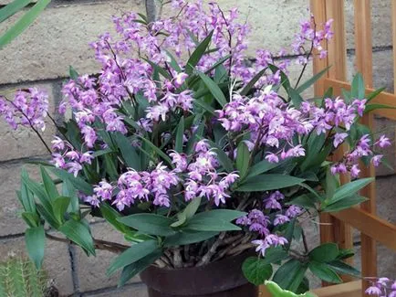 Dendrobium orhidee - ingrijire la propagare acasă Dendrobium și transplantare, după dendrobium