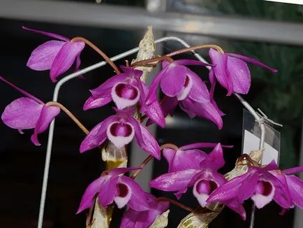 Dendrobium orhidee - ingrijire la propagare acasă Dendrobium și transplantare, după dendrobium