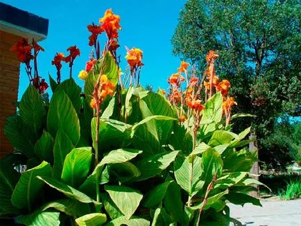 Mai ales îngrijirea și cultivarea Cannes în grădină