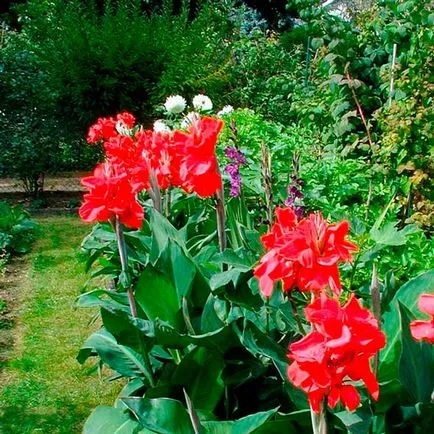 Mai ales îngrijirea și cultivarea Cannes în grădină