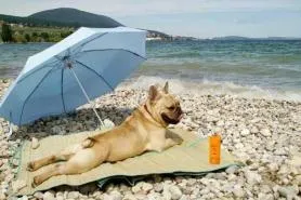Restul pe negru și Azov mare de câine, regulamente și recomandări, lumea animalelor de companie (câine) Sărbătorile Neagră și Marea Azov cu câini, reglementări și recomandări, lumea animalelor de companie
