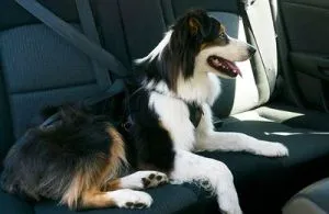 Restul pe negru și Azov mare de câine, regulamente și recomandări, lumea animalelor de companie (câine) Sărbătorile Neagră și Marea Azov cu câini, reglementări și recomandări, lumea animalelor de companie