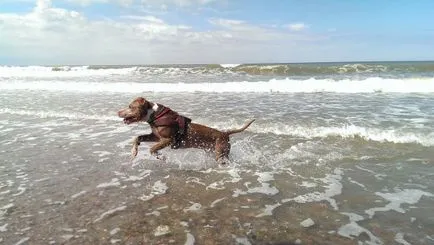 Sărbătorile Neagră și Marea Azov cu câini, reglementări și recomandări, lumea animalelor de companie (animale) Sărbătorile Neagră și Marea Azov cu câini, reglementări și recomandări, lumea animalelor de companie