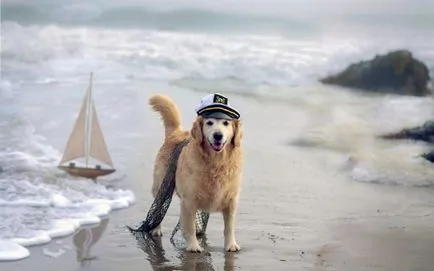 Restul pe negru și Azov mare de câine, regulamente și recomandări, lumea animalelor de companie (câine) Sărbătorile Neagră și Marea Azov cu câini, reglementări și recomandări, lumea animalelor de companie