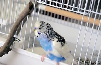 De ce mor budgies la domiciliu, fotografii