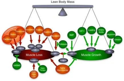 Efectele negative ale pierderii musculare