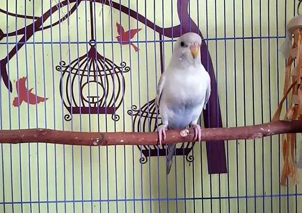 De ce mor budgies la domiciliu, fotografii