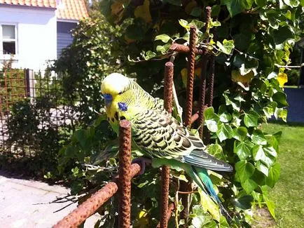 De ce mor budgies la domiciliu, fotografii
