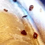 Abur curat ploșnițe distrugerea efectivă a paraziților