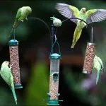 Singing budgies - asculta ciripitul budgies online gratuit, mp3, video