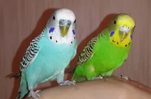 Cântând studiu budgies caracteristici (video)