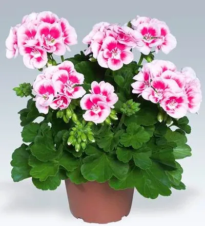 Cultivarea Pelargonium Zonal și de îngrijire la domiciliu (zonal) Cultivarea Pelargonium Zonal și de îngrijire la domiciliu