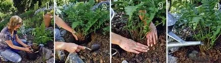 plantare Fern, propagarea și îngrijirea plantelor din grădină