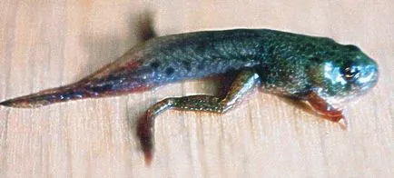 Marsh broasca