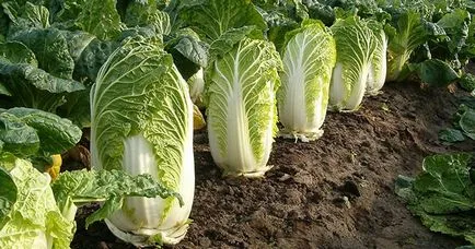 varză chinezească - cultivarea și întreținerea în câmp deschis (cultivare) varză chinezească - cultivarea și întreținerea în câmp deschis