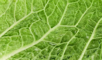 Chineză de plantare varză, cultivare, îngrijire, soiuri