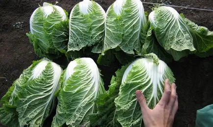 Chineză varză - plantare și îngrijire video (Beijing) varză chinezească - plantare și video de îngrijire