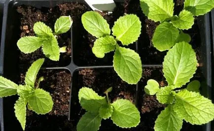 varză chinezească - cultivarea și întreținerea în câmp deschis (varză) varză chinezească - cultivarea și întreținerea în câmp deschis