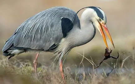 Marsh broasca